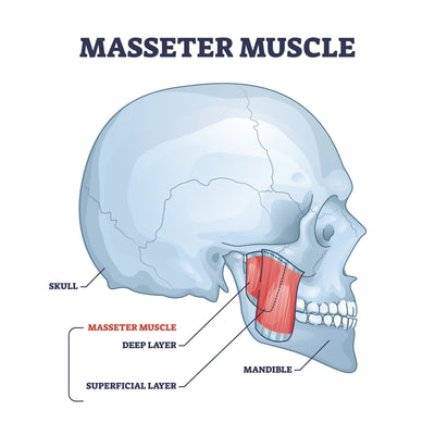 Masseter Muscle Release